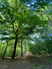 Der Weg ist das Ziel - Wald