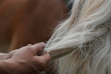 Pferdemähne geflochten