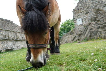 Pferd grast in Burgruine