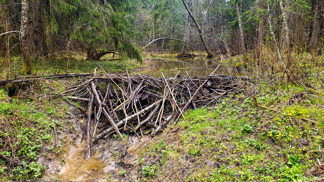 Beaver dam at a small stream in the forest