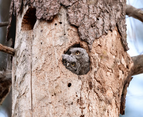 Two Eastern Screech Owlets looking through nest hole in old tree