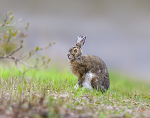 Snowshoe Hare Sitting on Green Grass in Spring, Portrait