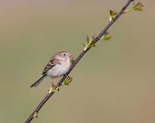 Field Sparrow perched on a tree branch in spring