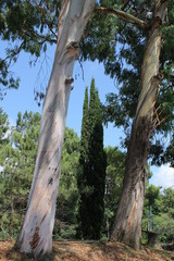 Fototapeta premium Eucalyptus, cypress and pine trees on the black sea coast of the Caucasus.
