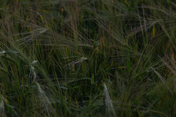 ears of unripe green wheat
