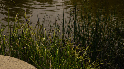 Floating wild ducks in the pond in Świerklaniec Park. Ready for entry