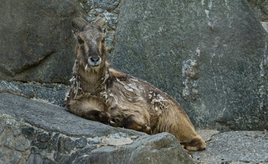 tier, wild lebende tiere, natur, säugetier, nager, ziege, hübsch, tierpark, fels, wild