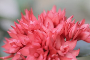 The beautiful red flowers
