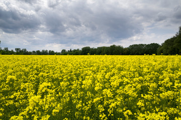 Obraz premium Rapeseed field - pole rzepaku w pochmurny dzień