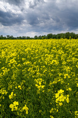 Rapeseed field