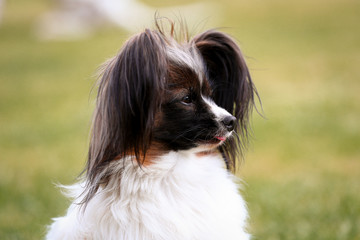 Zwei kleine Papillons Hunde