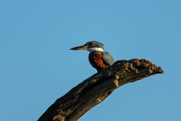 Ringed kingfisher (Megaceryle torquata) sitting on a wooden pole