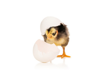 freshly hatched chicken on white