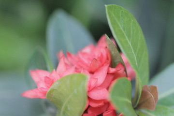 The beautiful flowers