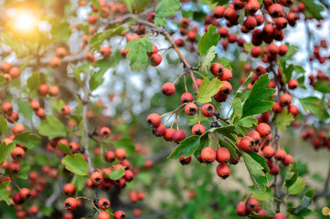 Obraz premium red hawthorn fruit close-up. sprig of bush on a natural green background.