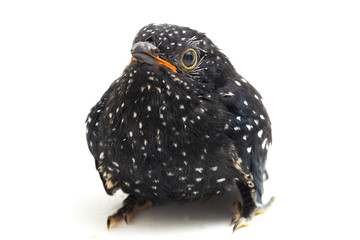 A young plaintive cuckoo bird (Cacomantis merulinus) isolated on white background