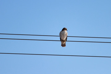 Red Tailed Hawk sitting on the cable