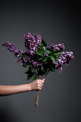 Bouquet of purple lilac flowers in hand on gray background