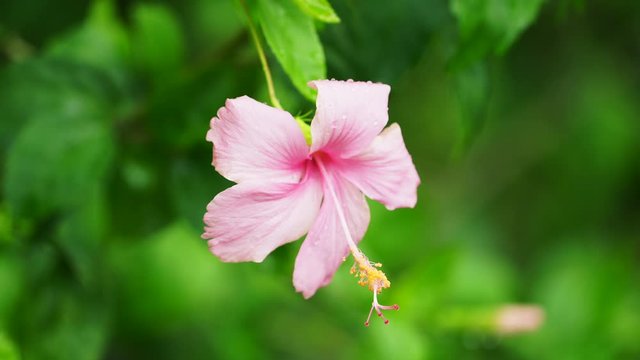 Pink Hibiscus flower, Chinese rose , Shoe flower, with green background.