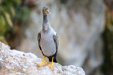 Spotted shag at Taiaroa Head, Otago Peninsula, New Zealand