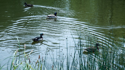 Floating wild ducks in the pond in Świerklaniec Park. Ready for entry