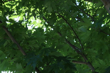 green leaves in sunlight