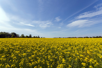 Obraz premium Rapeseed field on a sunny day