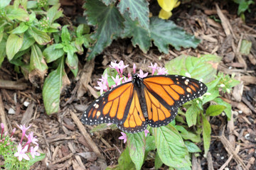 Monarch Butterfly on Pink Flower