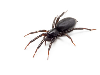 P1010102 black ground spider, Drassyllus depressus, Boundary Bay, Delta, BC cECP 2020