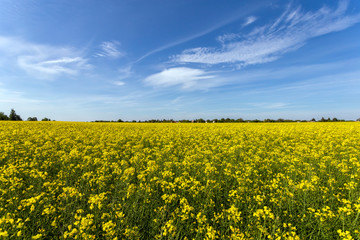 Fototapeta premium Rapeseed field on a sunny day