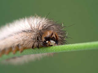 P1010014 Cisseps fulvicollis yellow-collared scape moth caterpillar face cECP 2020