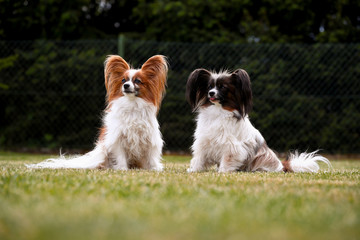 Zwei kleine Papillons Hunde