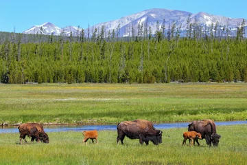 Foto auf Acrylglas Bison Weibliche Bisons mit Kälbern grasen im Yellowstone-Nationalpark, Wyoming