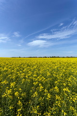 Obraz premium Rapeseed field on a sunny day
