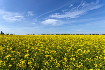 Obraz premium Rapeseed field on a sunny day