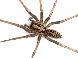 P1010020 giant house spider body, Eratigena species, cECP 2020