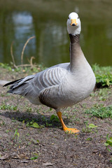 Wild goose standing on ground in the countryside