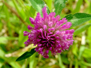 Fleur de tr&egrave;fle