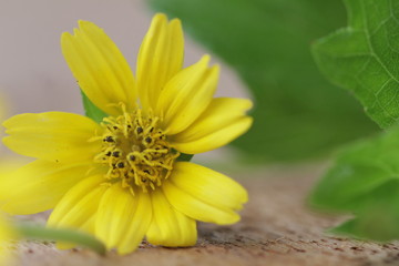 The Beautiful Yellow Flowers