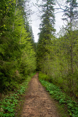 Fototapeta na wymiar a path through the green trees