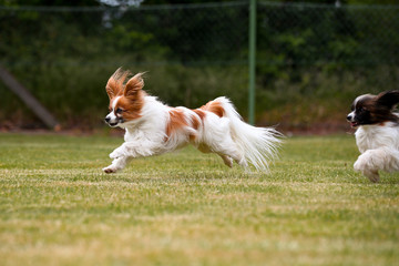 Zwei kleine Papillons Hunde