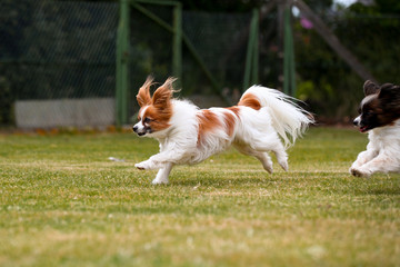 Zwei kleine Papillons Hunde
