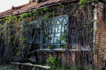 Wooden window in an abandoned house with weaving greenery