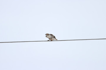 Red Tailed Hawk Waiting