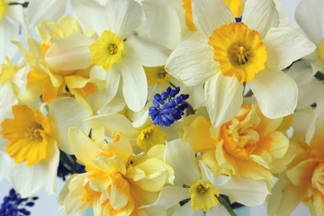 Obraz na płótnie Canvas floral background with yellow daffodils.