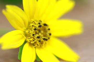 Obraz premium The Beautiful Yellow Flowers
