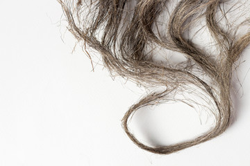 Damaged splitting ends of hair. Damaged hair concept. Hair care