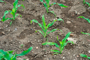Small corn field agriculture. Green nature. Rural farm land