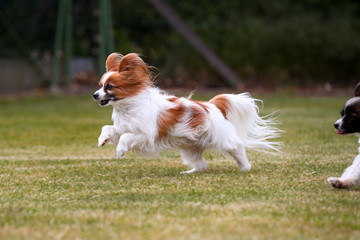 Zwei kleine Papillons Hunde