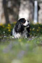 Fototapeta premium cavalier king charles spaniel